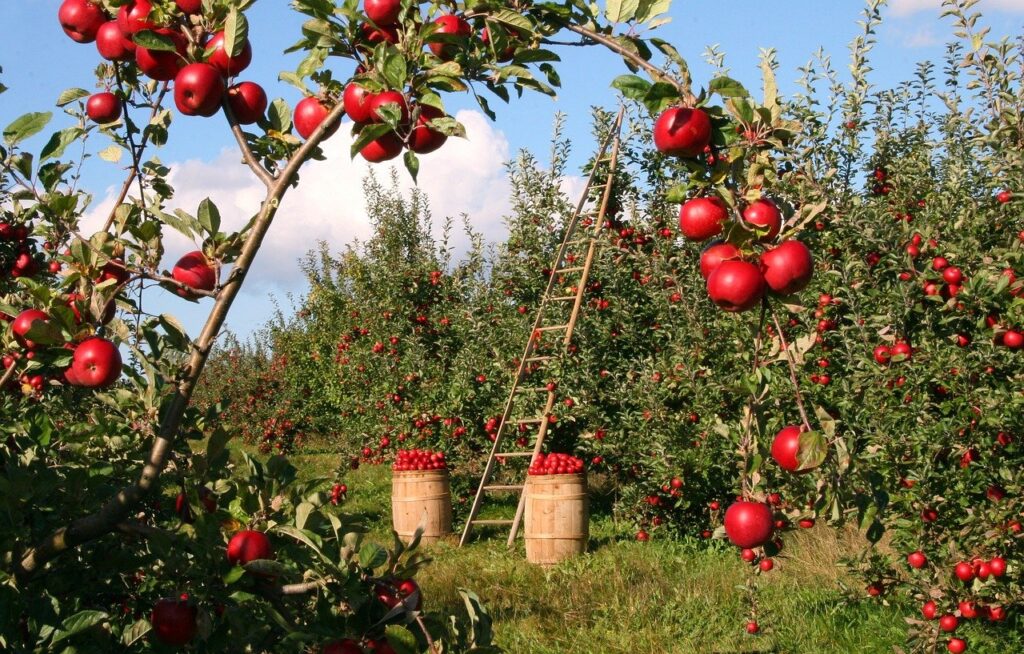 apple, orchard, apple trees