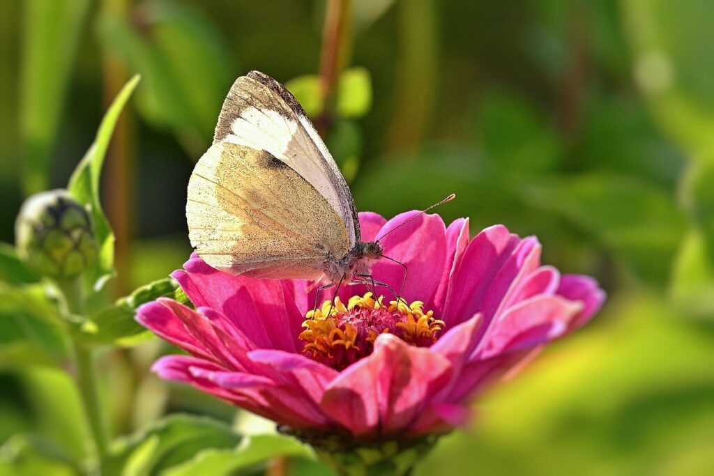 butterfly, zinnia, nectar