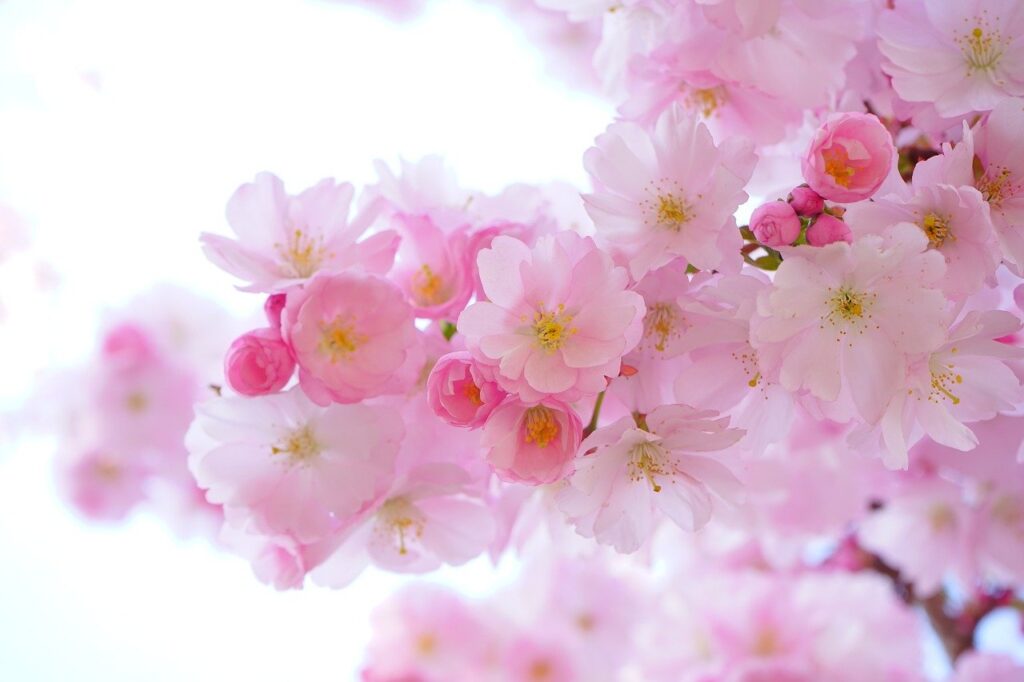 flowers, cherry blossom, branch