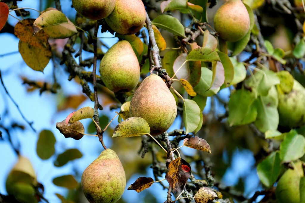pear, fruit, tree